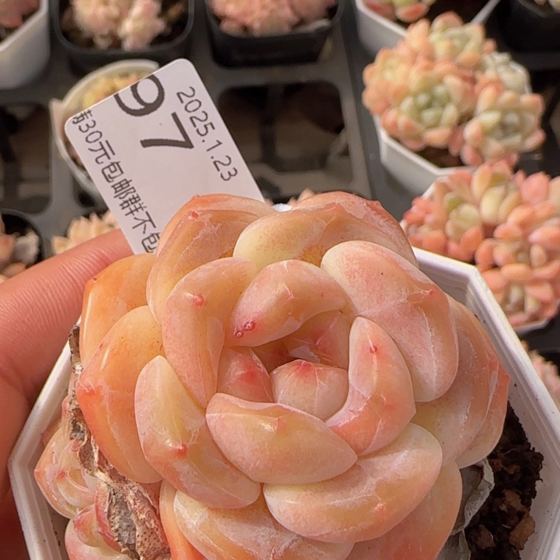 干冰三头一颗脱土