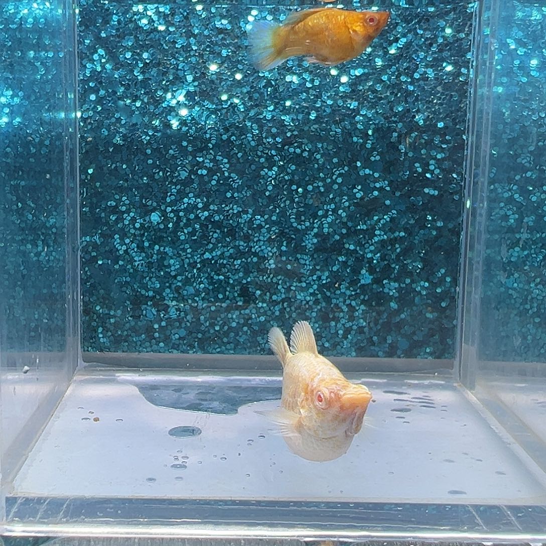 孔雀鱼金虎玛丽一对0092