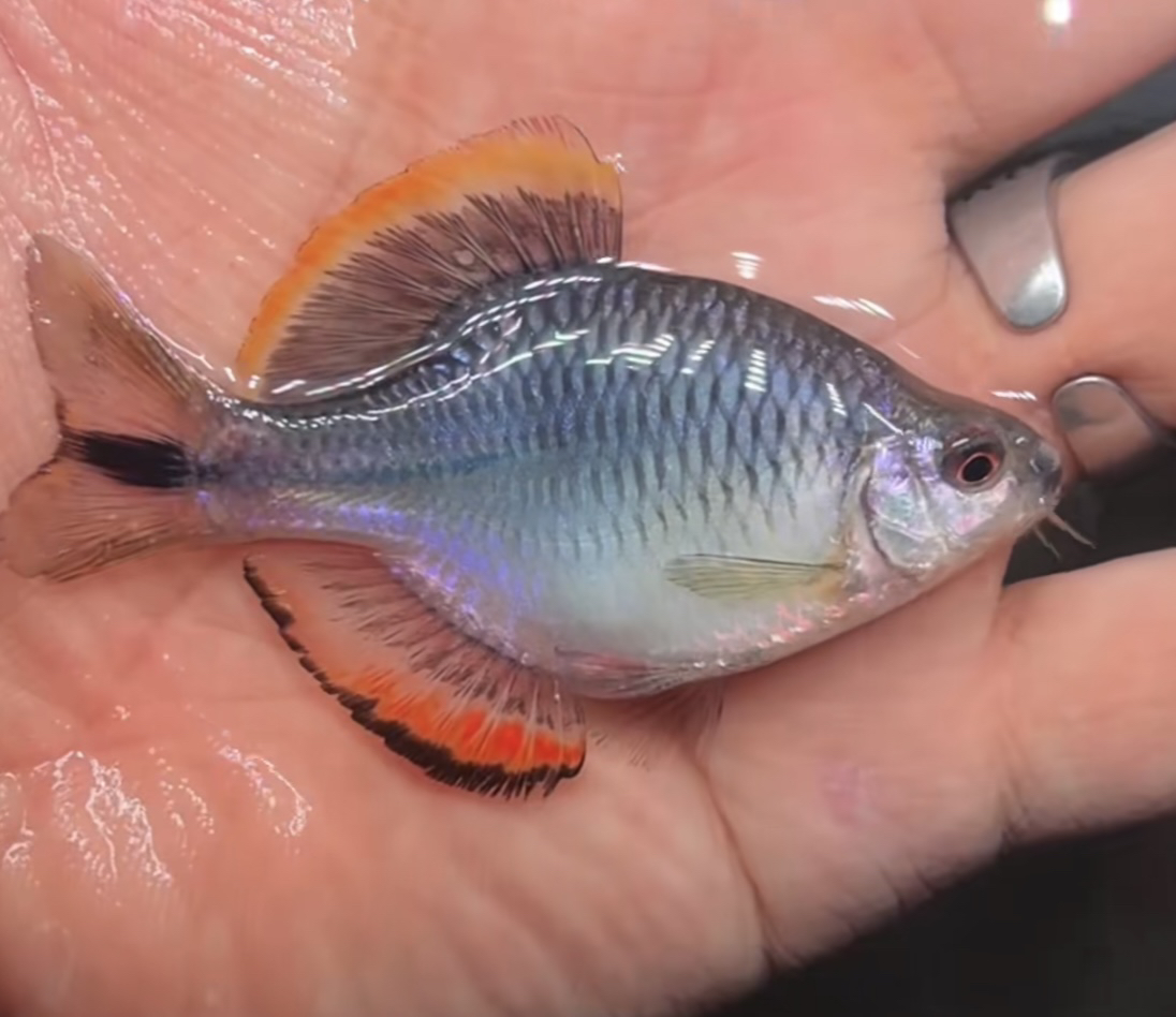漳州齐氏鱊淡水广温原生鱼不加温皮实好养鳑鲏鱼溪流鱼混养