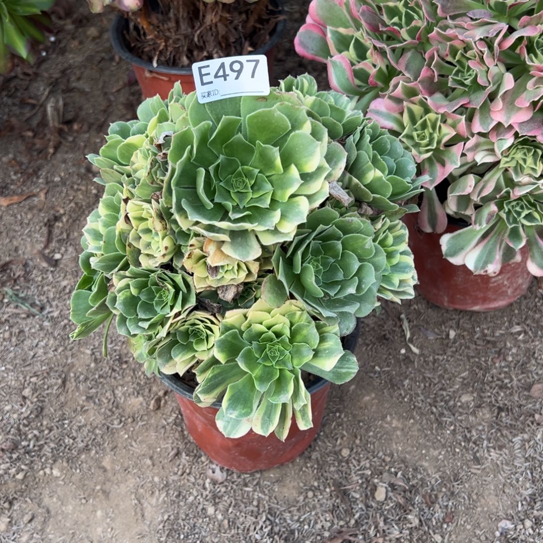 497七彩琉璃多肉植物