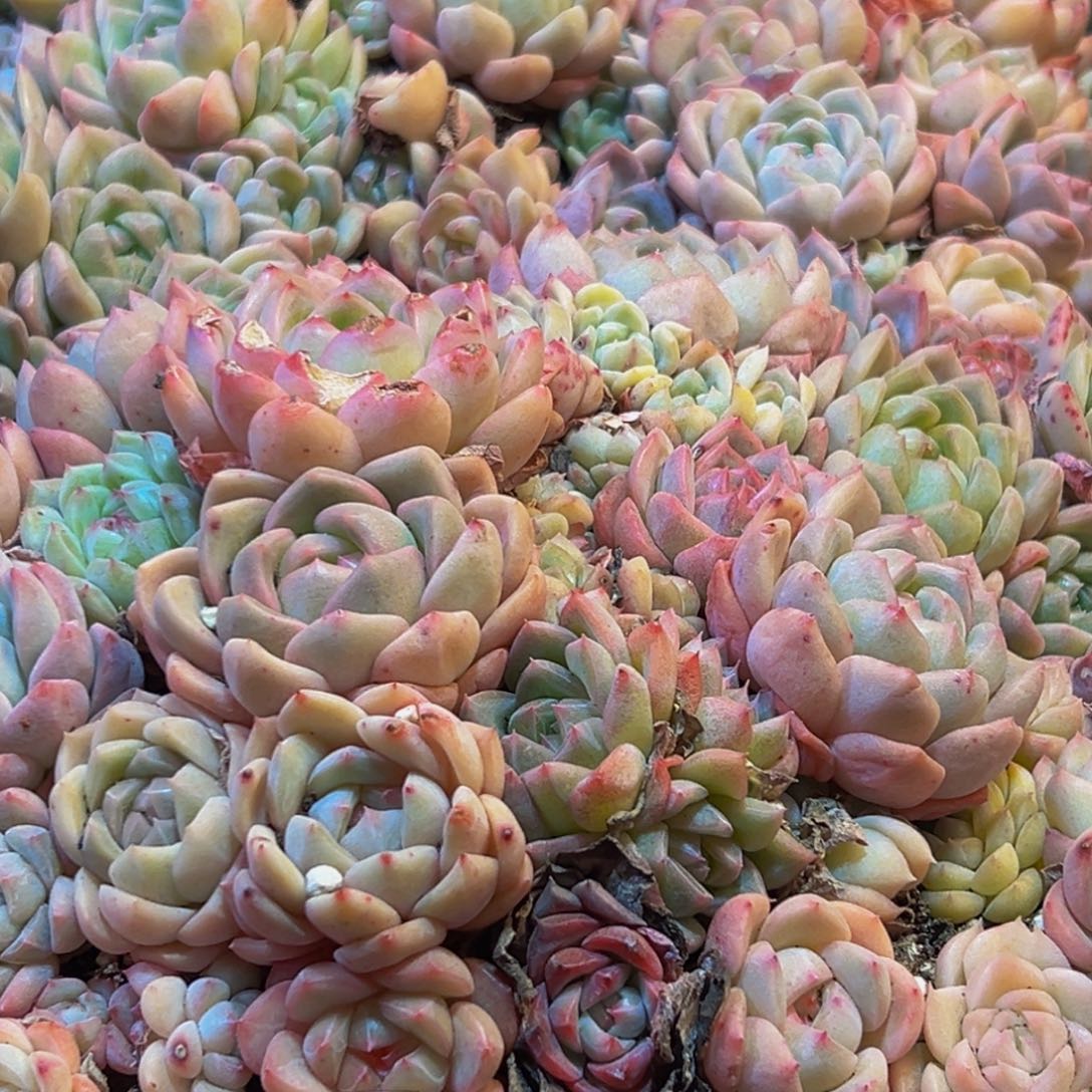 211多肉葡萄的味道是真的