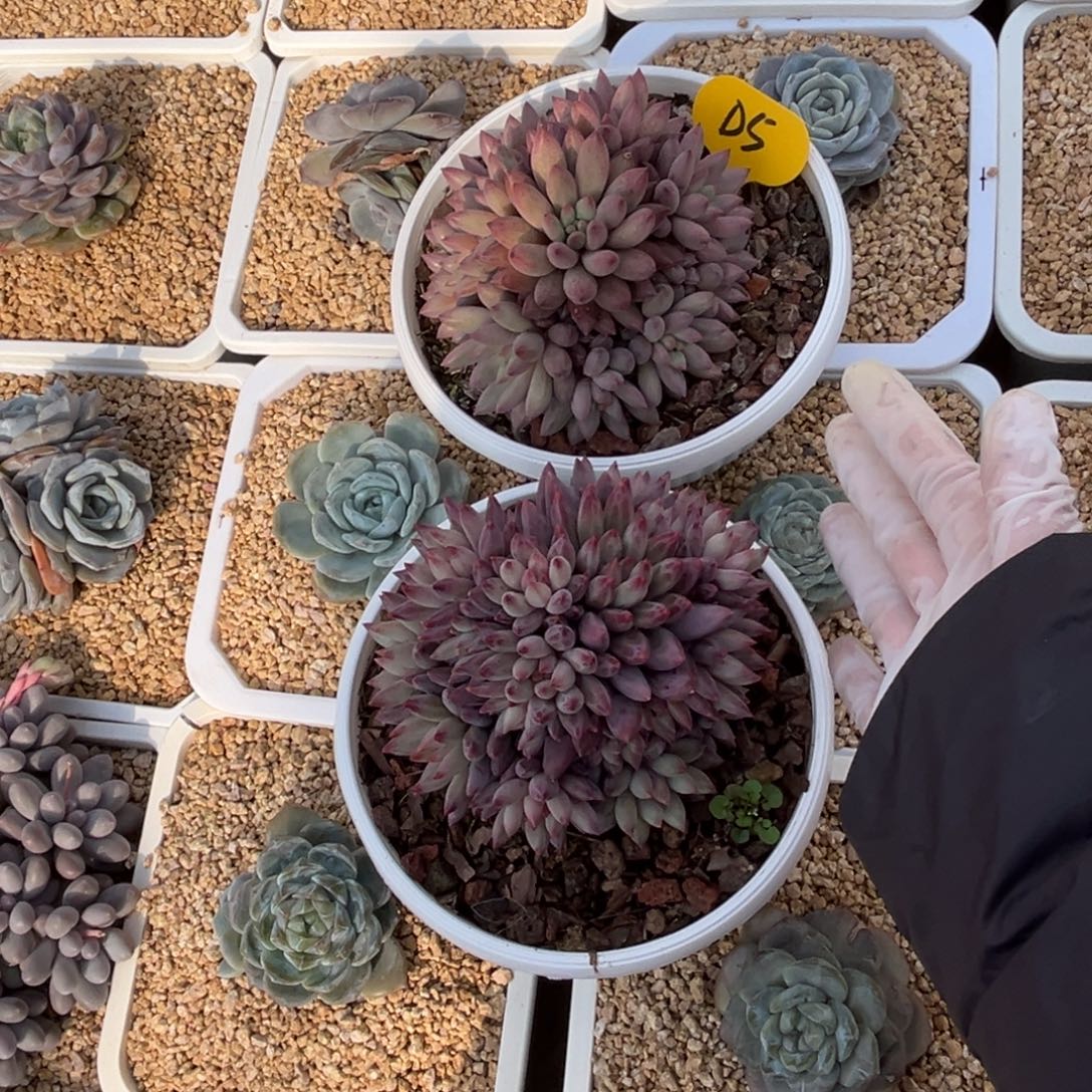 平***淡d5两颗美人群生呀呀呀