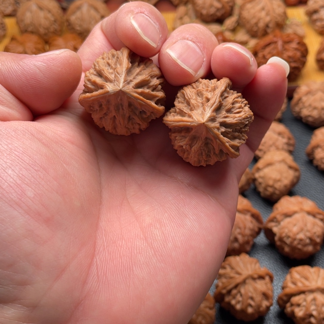 核桃玉龙粗筋三棱正奔小手捻