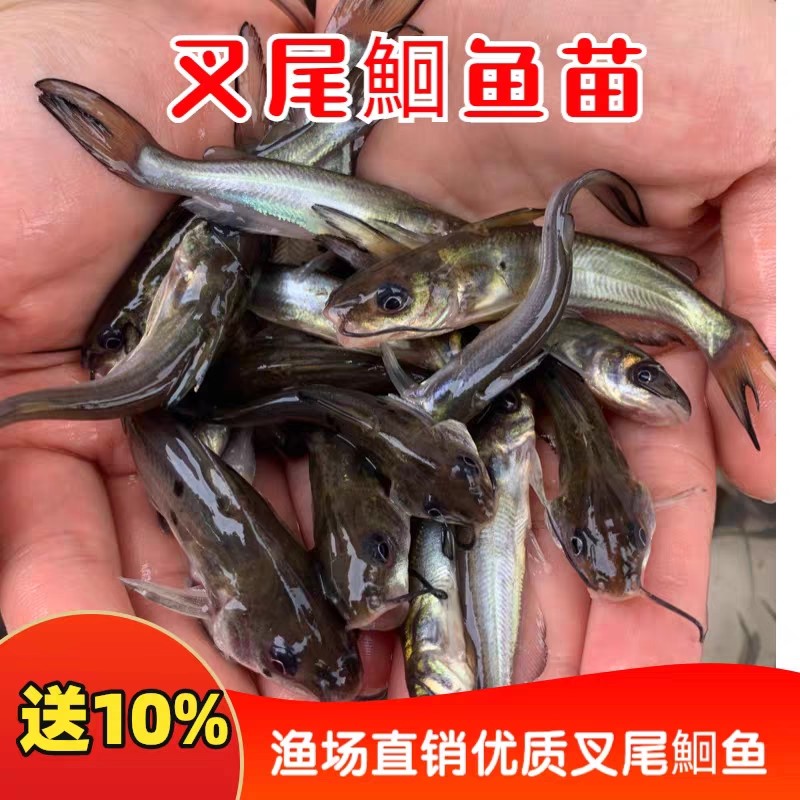 叉尾鱼   耐活易养  鲜活淡水鱼鱼 