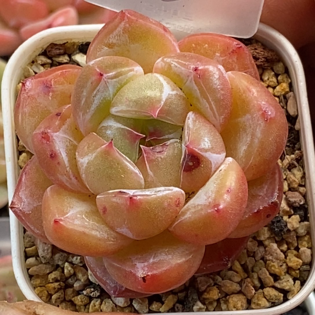 天官赐福百无禁忌