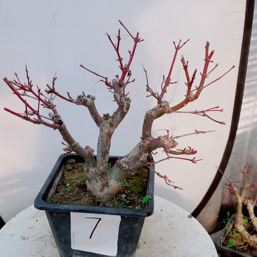 佳***钢无花朵出星星老桩