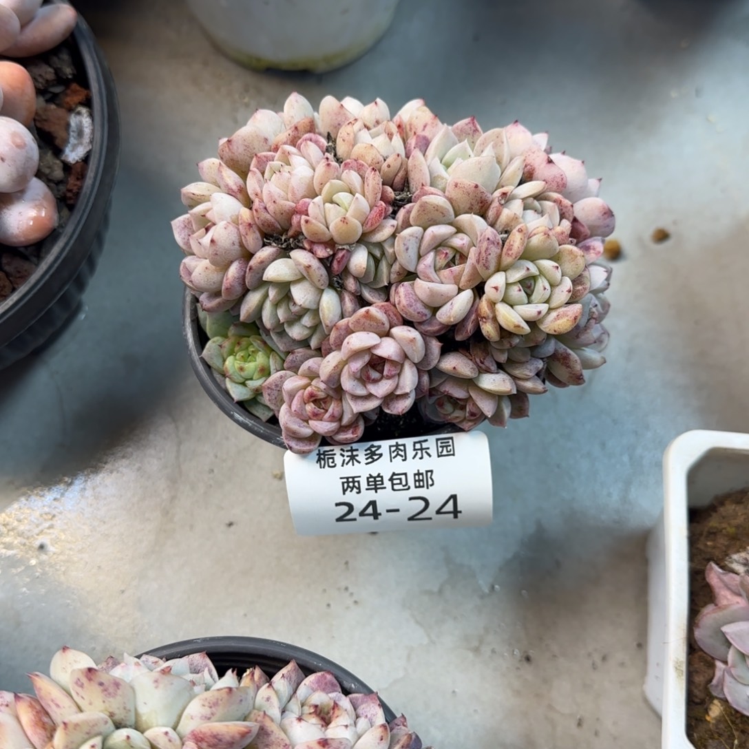 混***魔24-24天鹅绒多肉植物