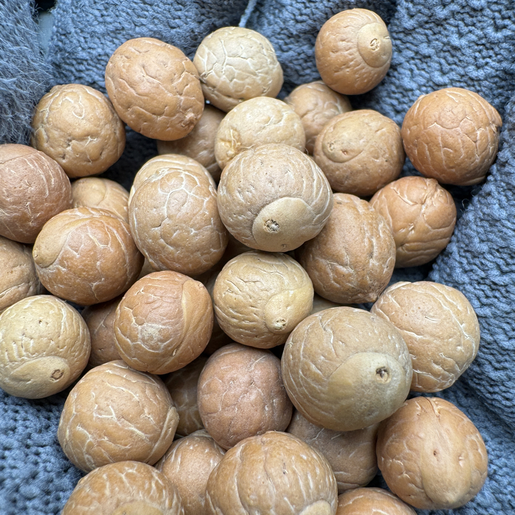 11-13凤眼菩提佛眼单颗，一眼菩提凤眼异形