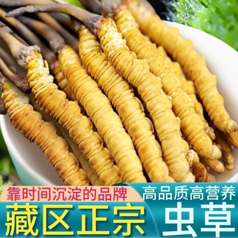 新鲜冬虫夏草可煲汤泡酒滋补自用高品质