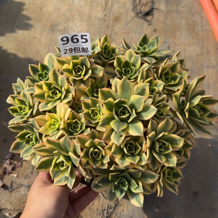 星爆……多肉植物……