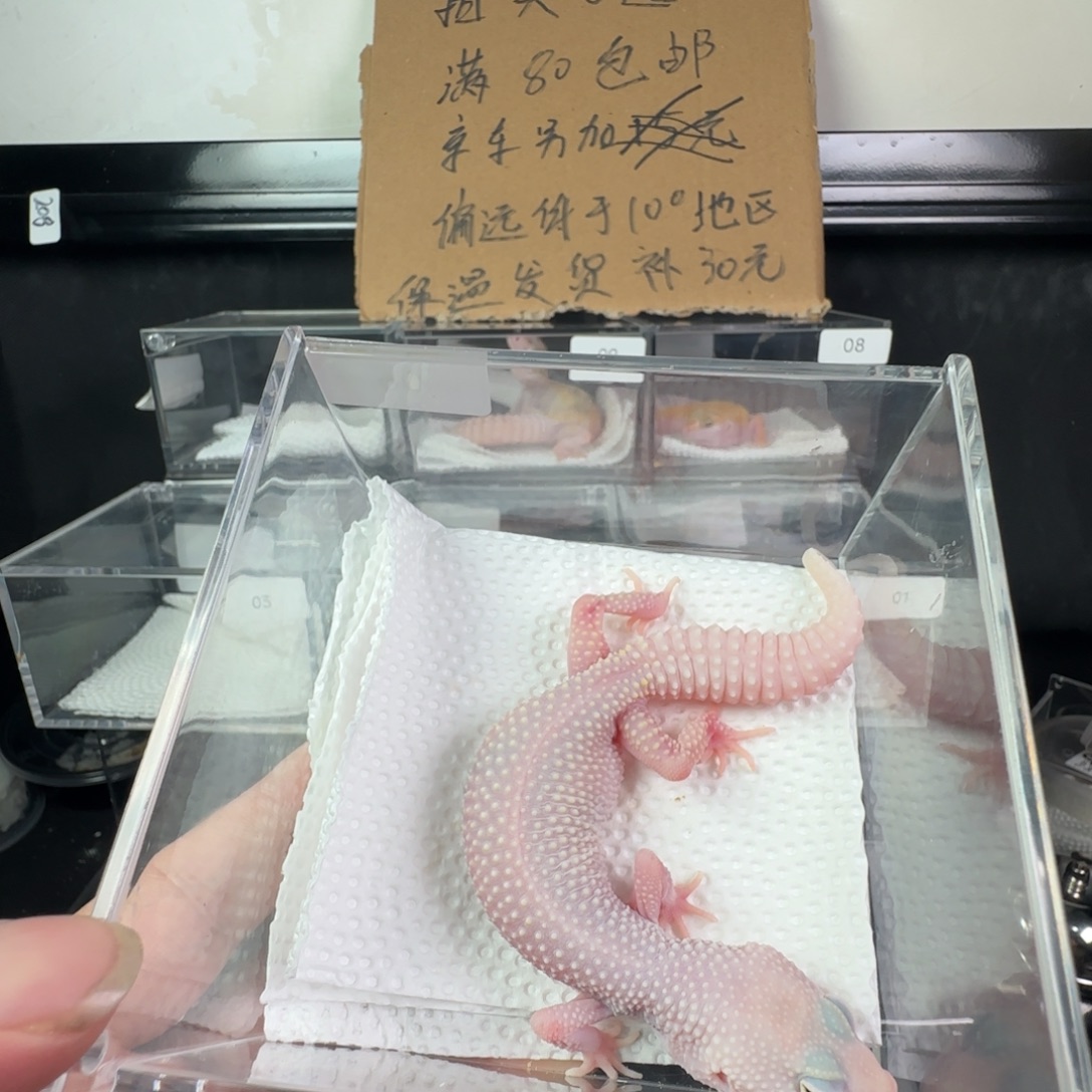 豹纹守宫雪花恶魔白酒妹妹