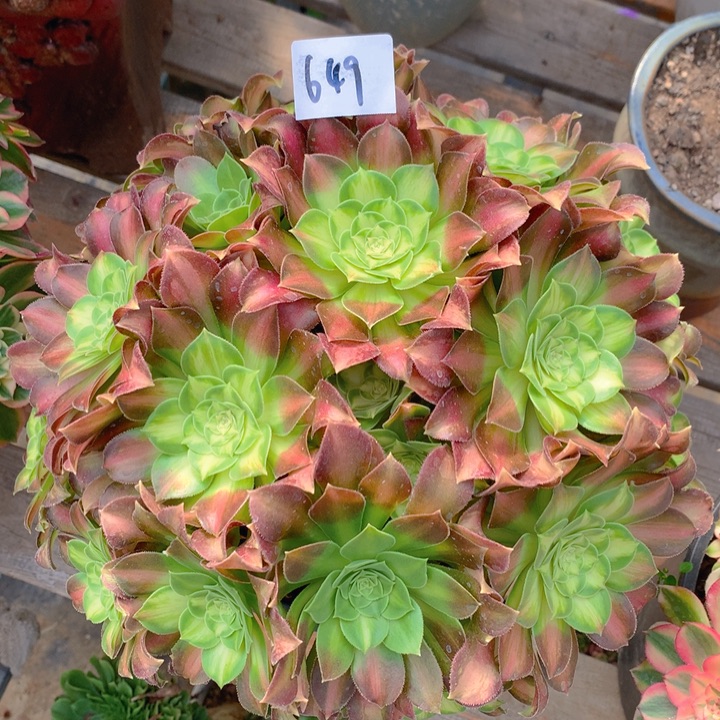 649韶华花绣球朵朵