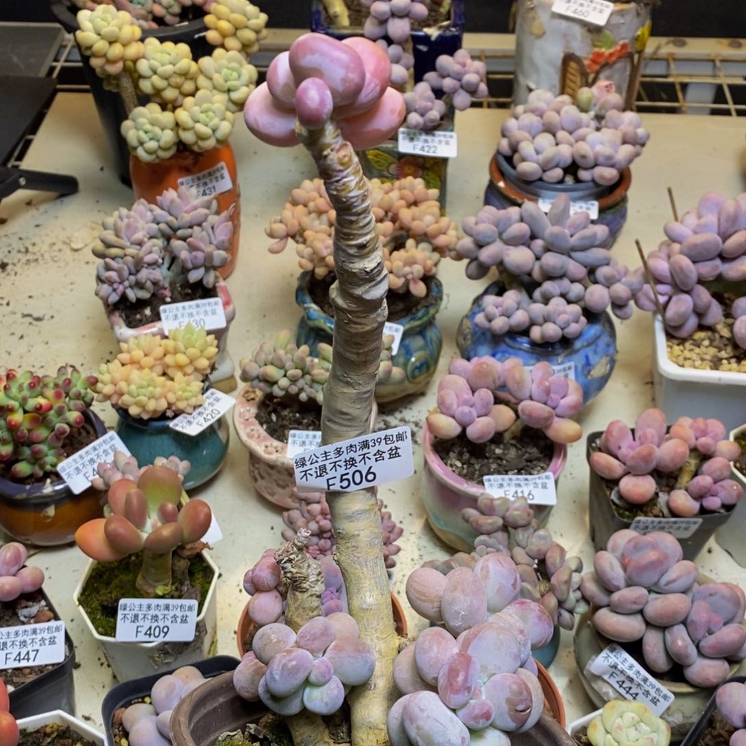 506橙奶多肉有砍