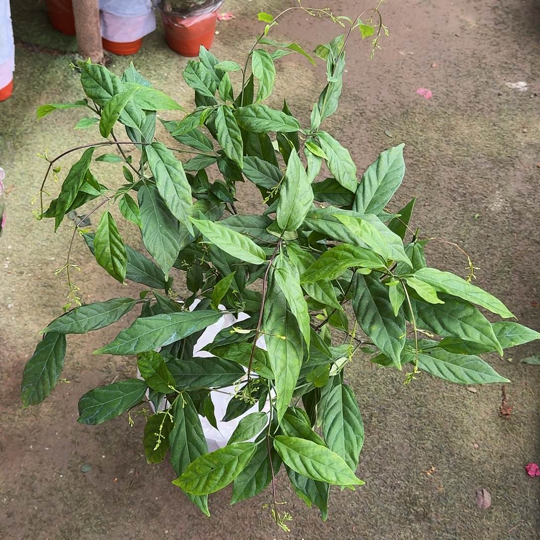 完全开放垂丝茉莉