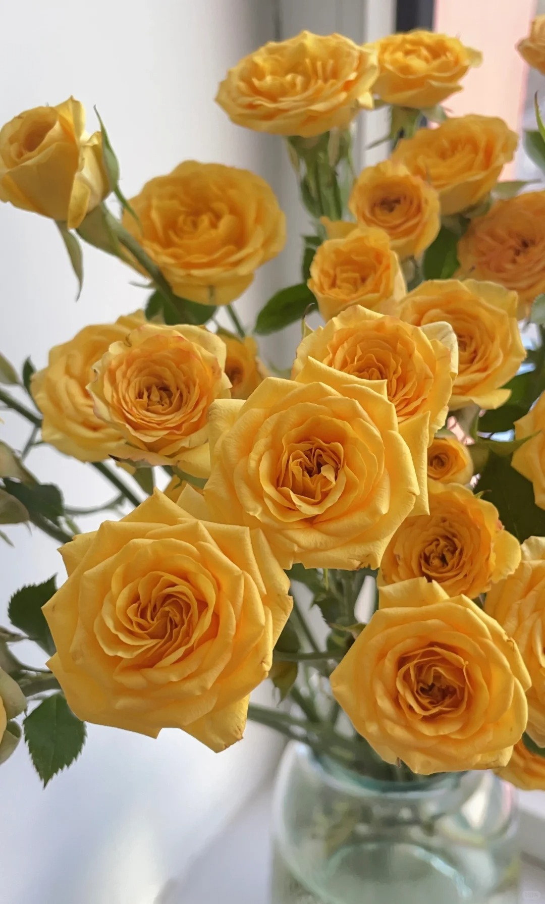 （蔓蔓）梦幻芭比多头玫瑰8+2支防损 1单包邮