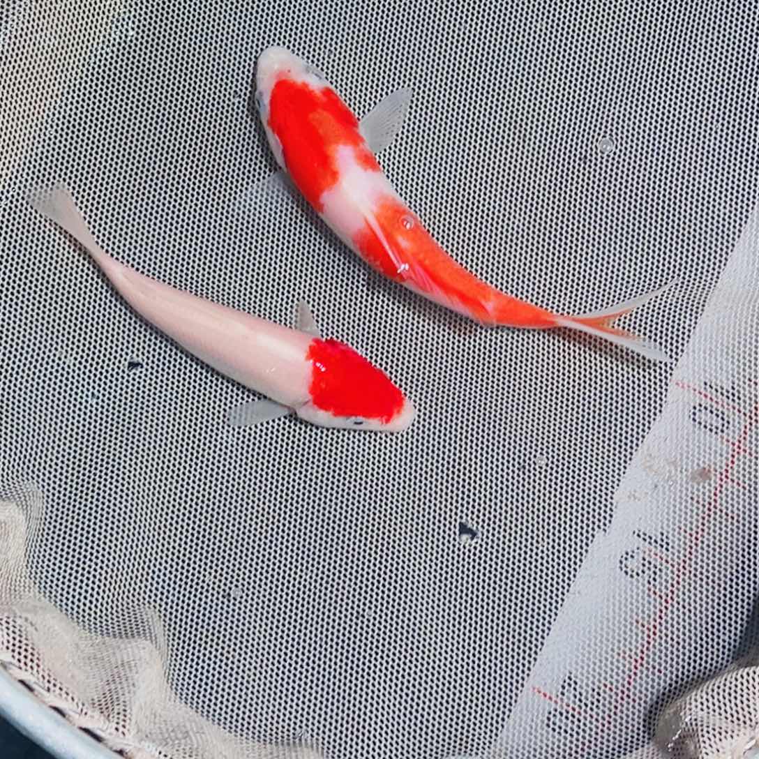 锦鲤锦鲤观赏鱼111