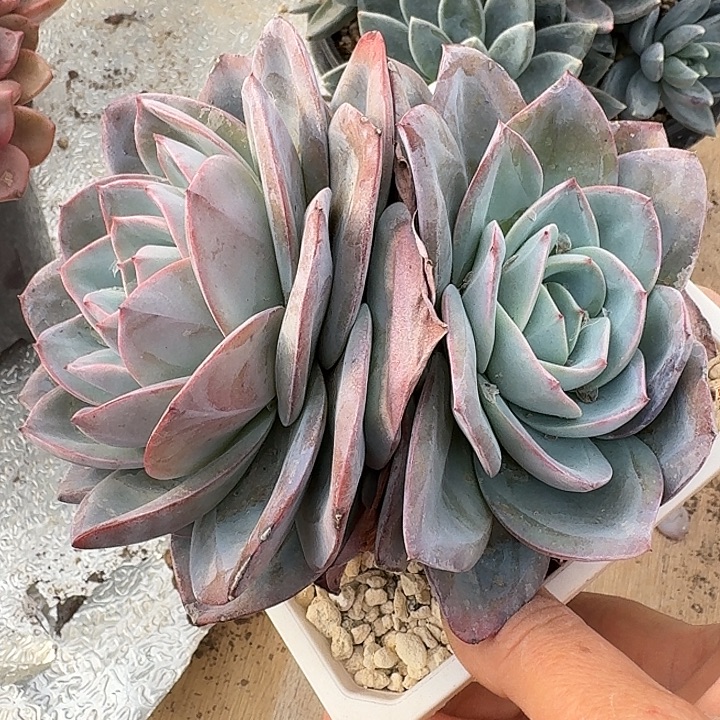 布鲁卡诺肉植物的