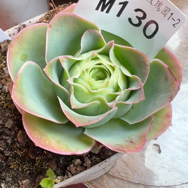 苗苗山地玫瑰多肉植物130