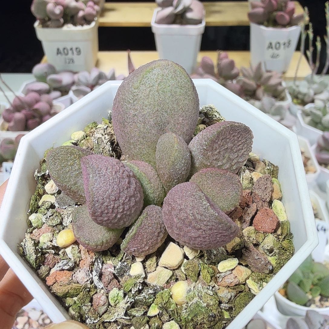 红纹石水泡多肉植物