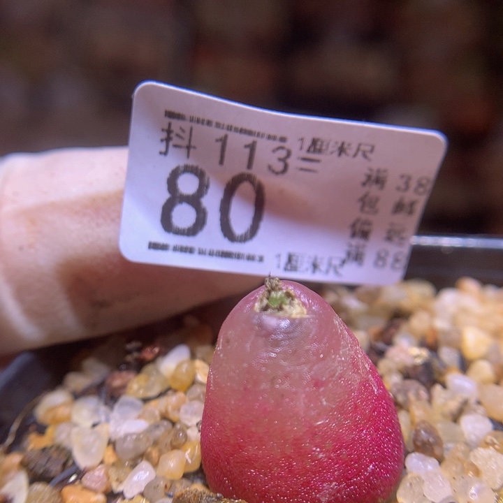 精品生石花113.80