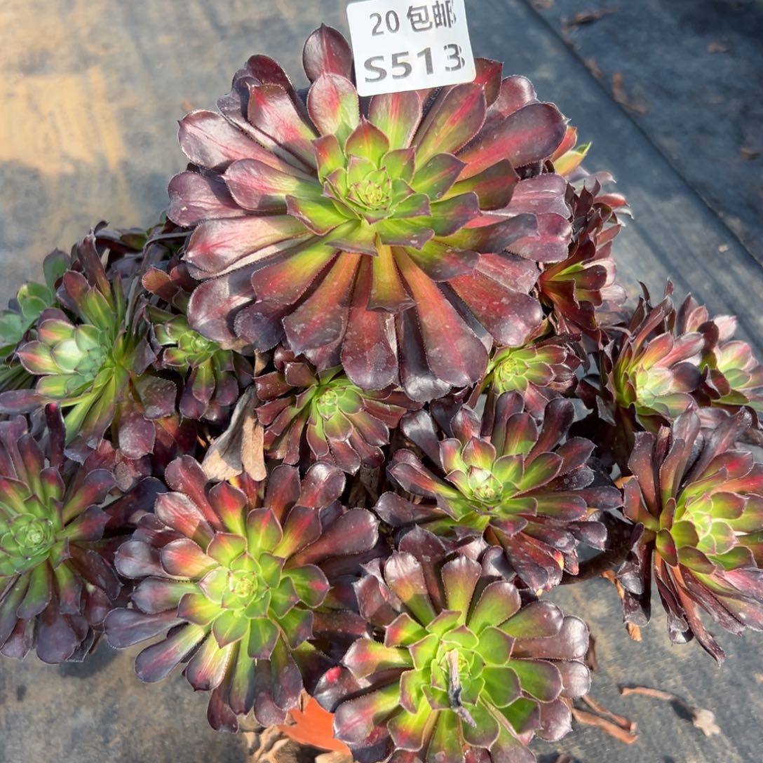 513月亮石，满20包邮嘟叮熊