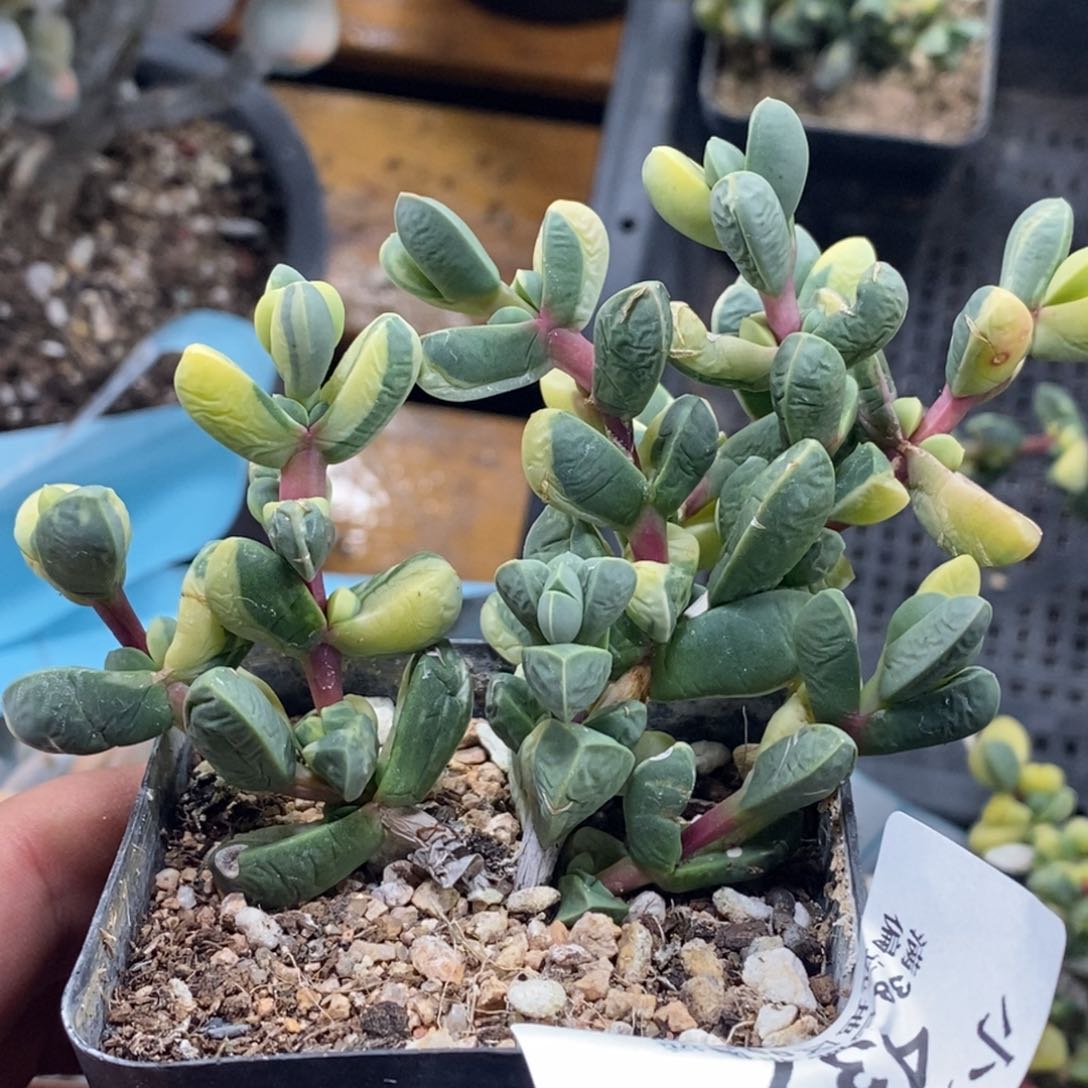 437鹿角海棠锦小群