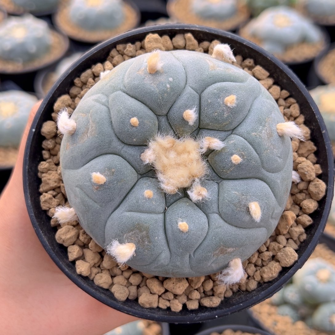 m468实生大型种大you带盆