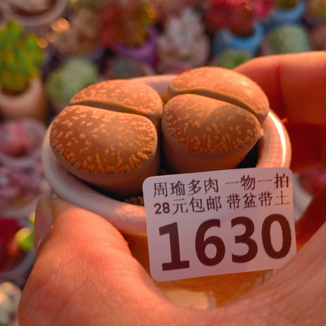 精控多肉植物1630