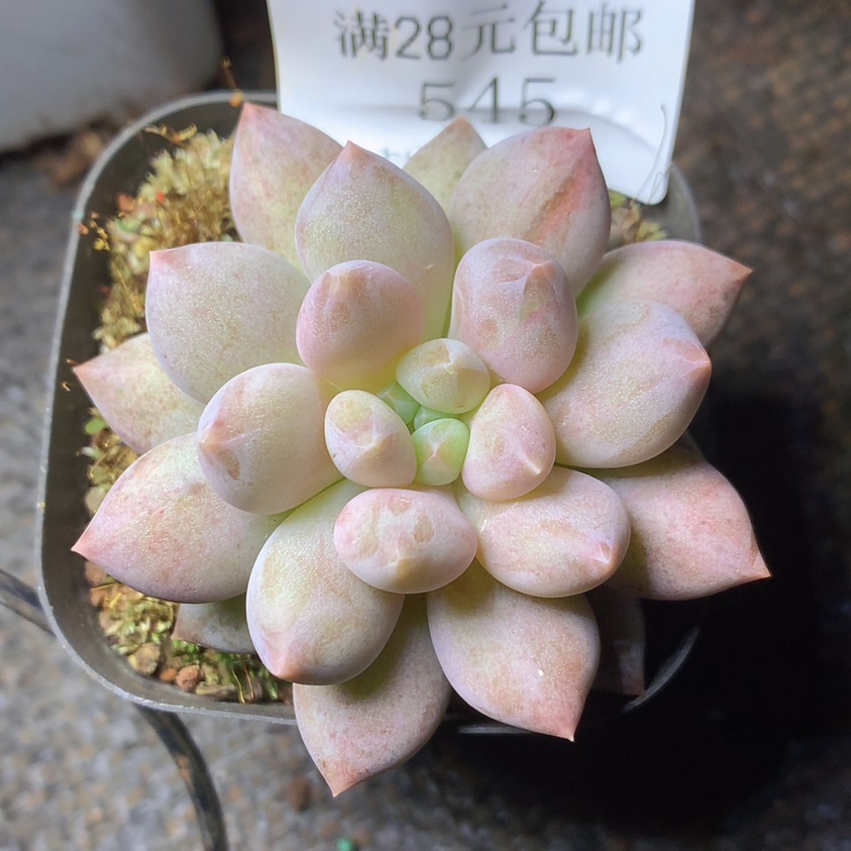 【闪购商品】云545号