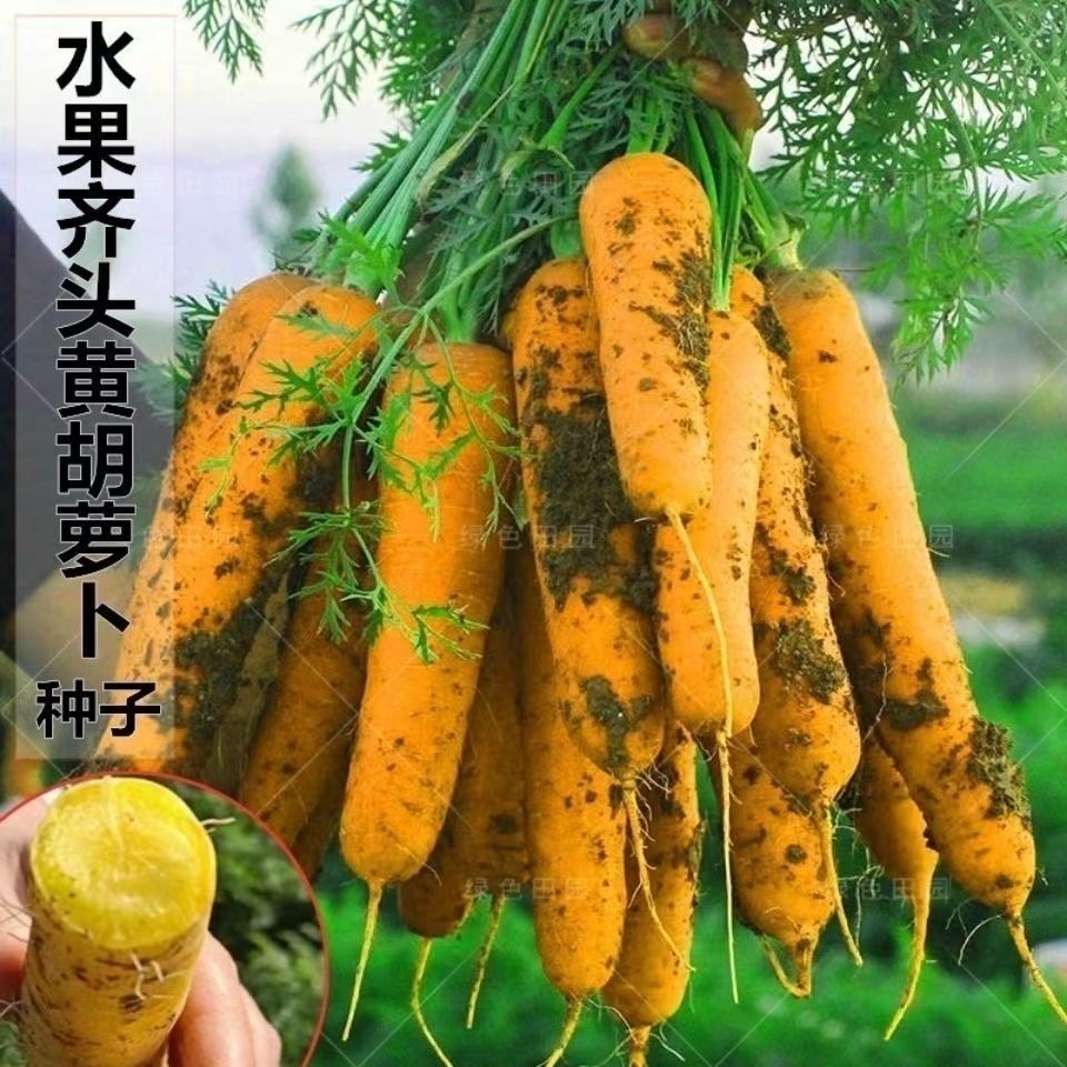四季种黄参水果胡萝卜种孑齐头黄胡萝卜