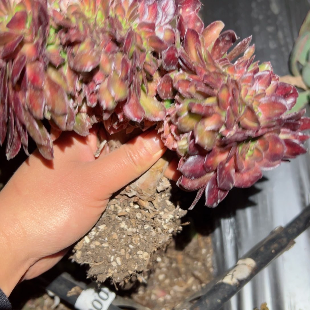 41 号多肉植物法师新年福利