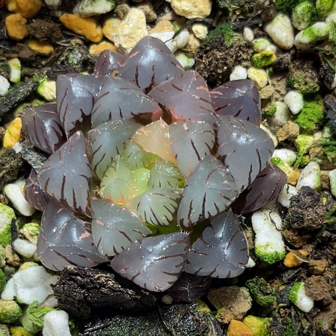 恭喜发财大吉大利0243