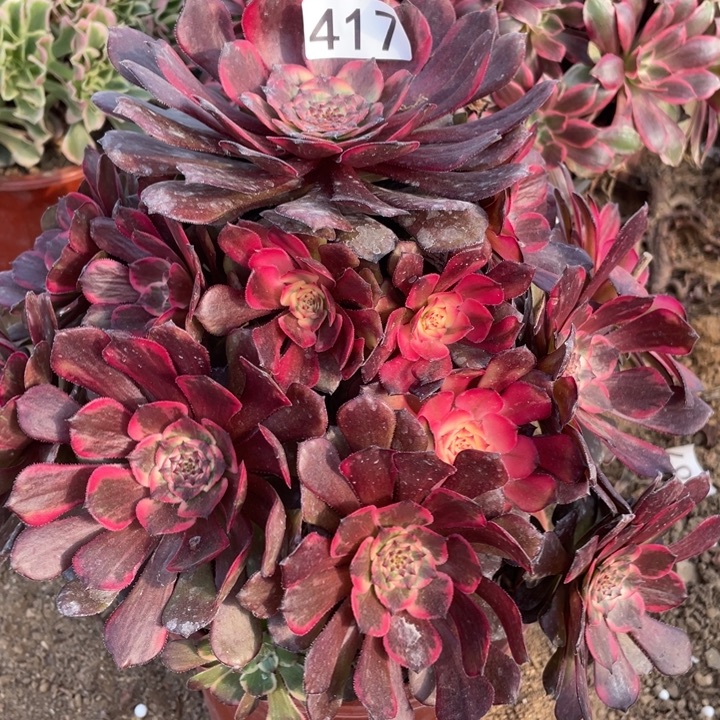 无花朵417烟花多肉