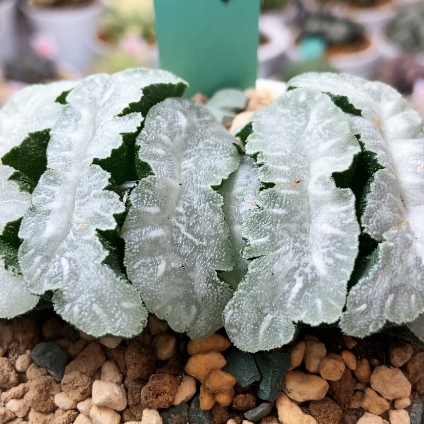 【闪购商品】猛犸59