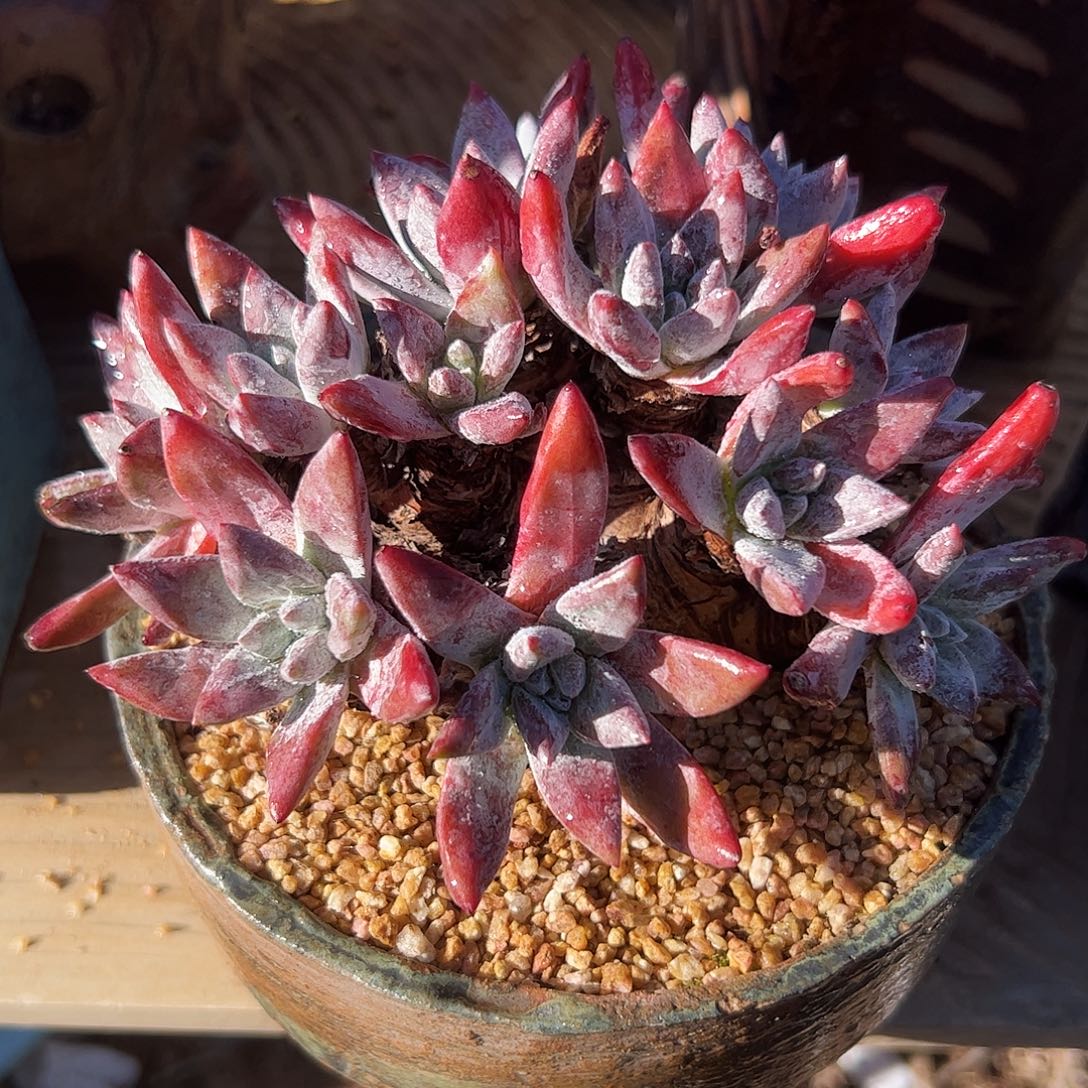 4026流丹苹果叶仙女杯