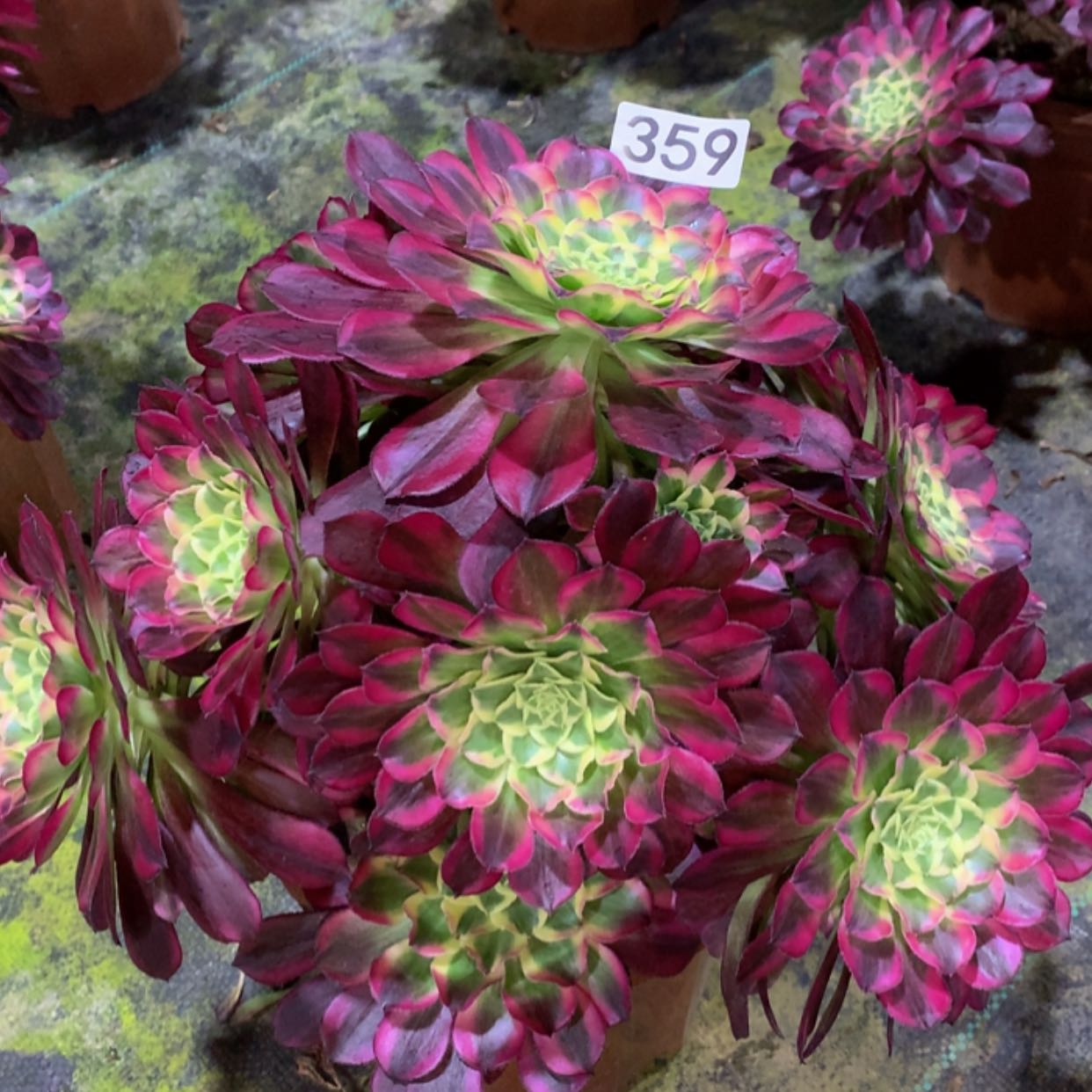 【闪购商品】359天合