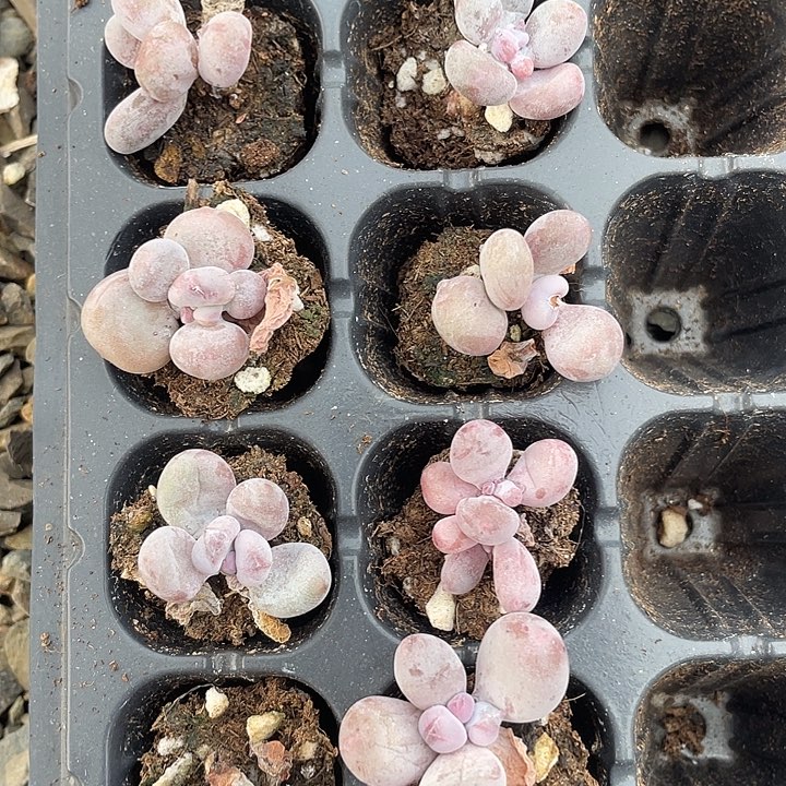 油煎随机发满18包邮