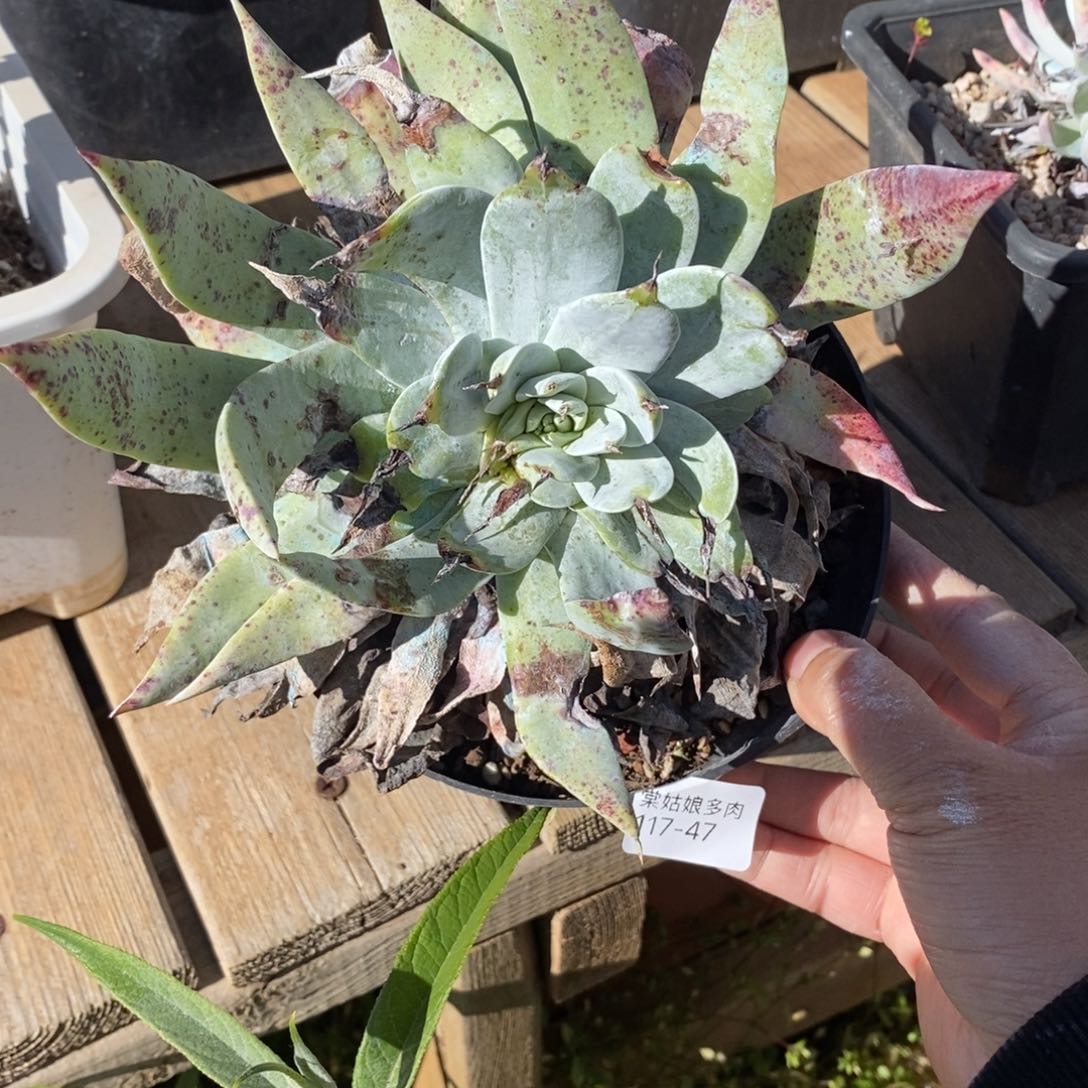 47号卷叶瑕疵普西