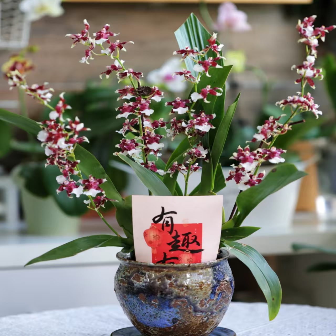 【巧克力】文心兰浓香型室内高端盆栽梦香兰花直播间