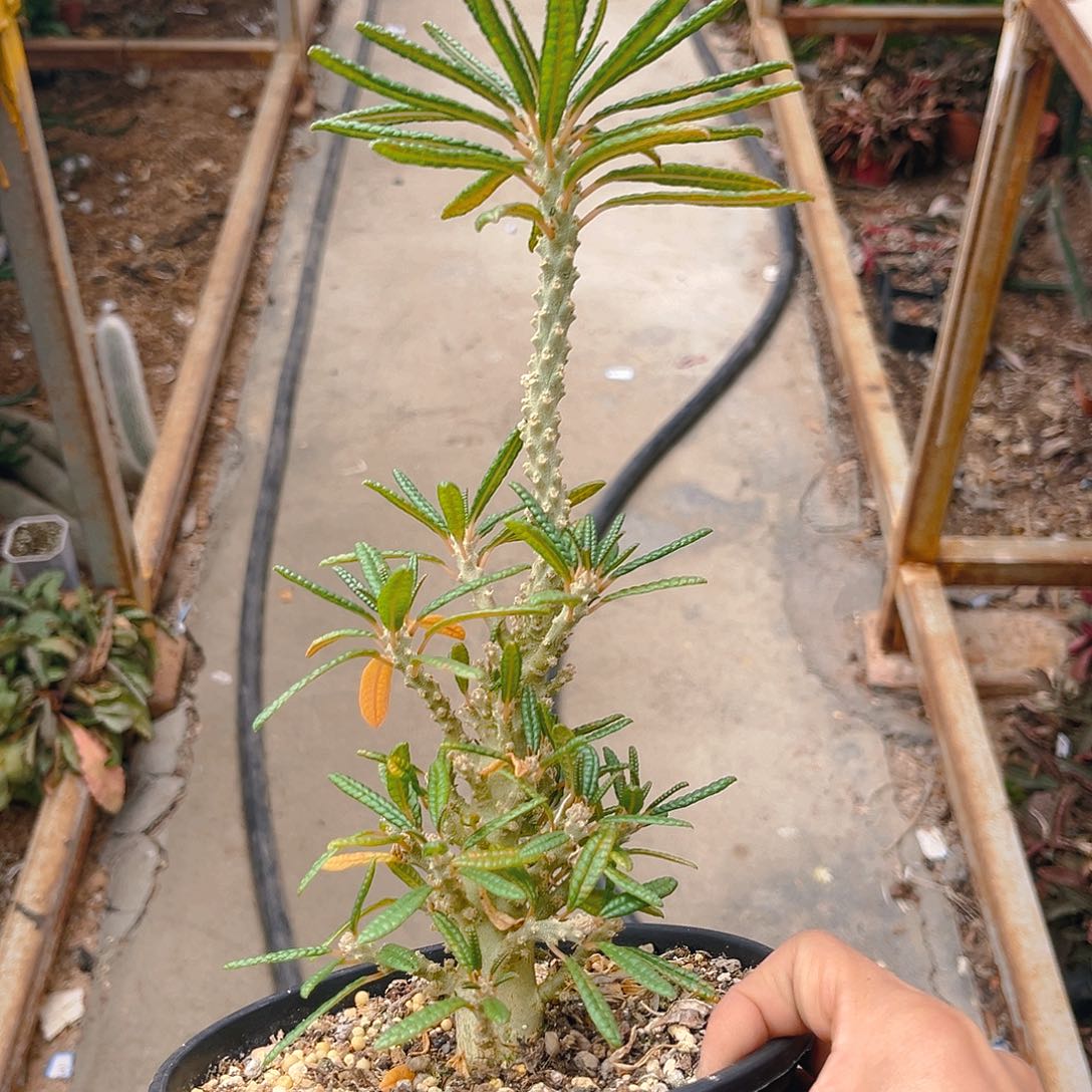 泡泡叶巨琉桑多头群生