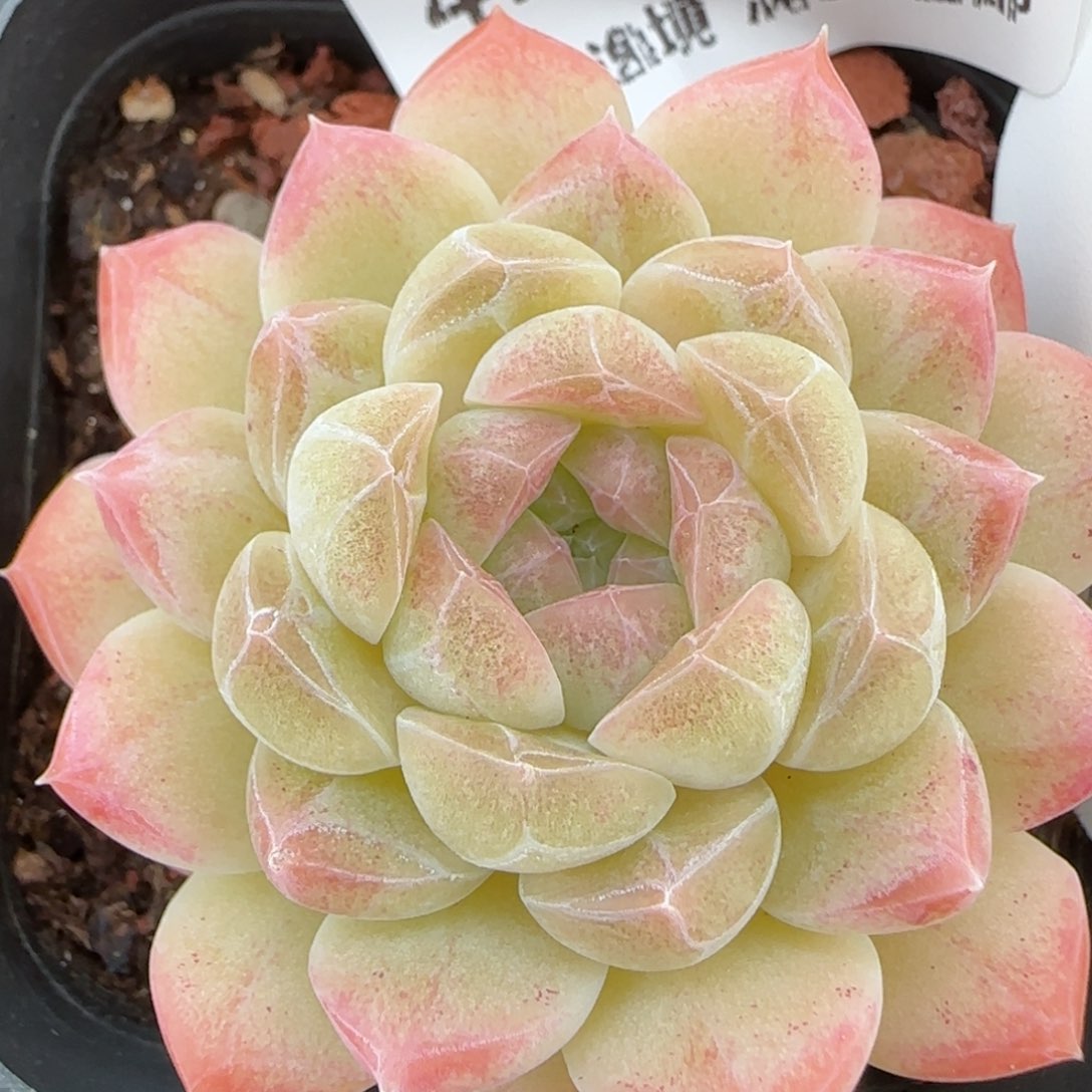 花语逸镜0214-478