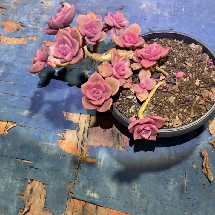 不***心琉璃盏多肉一物一拍