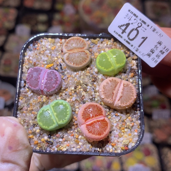 精品生生花29.401