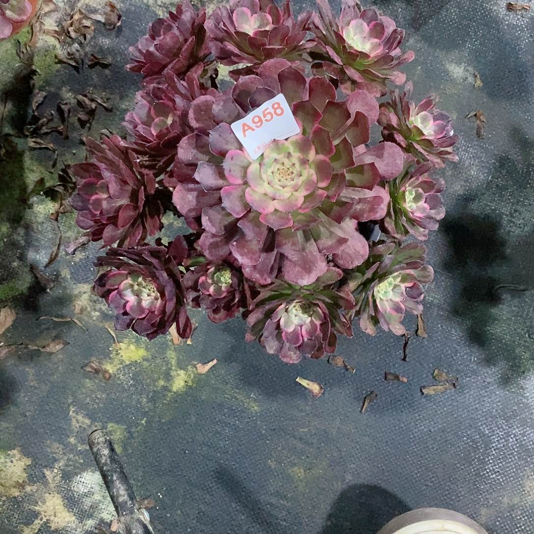 黑金刚958多肉法师