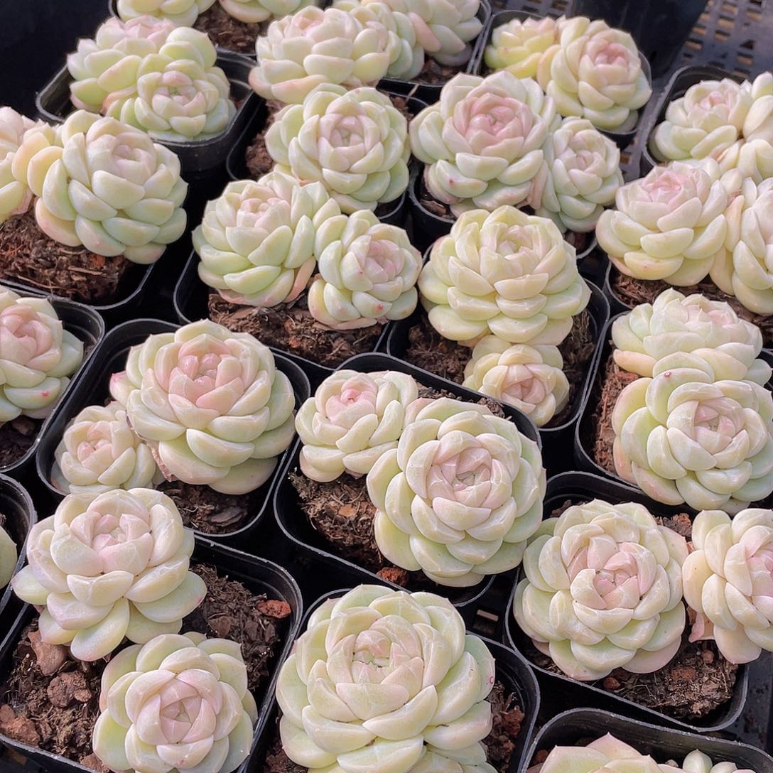 量拍88号 冰透雪团子双头不包整一个