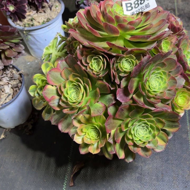 瑞妈一物一拍880