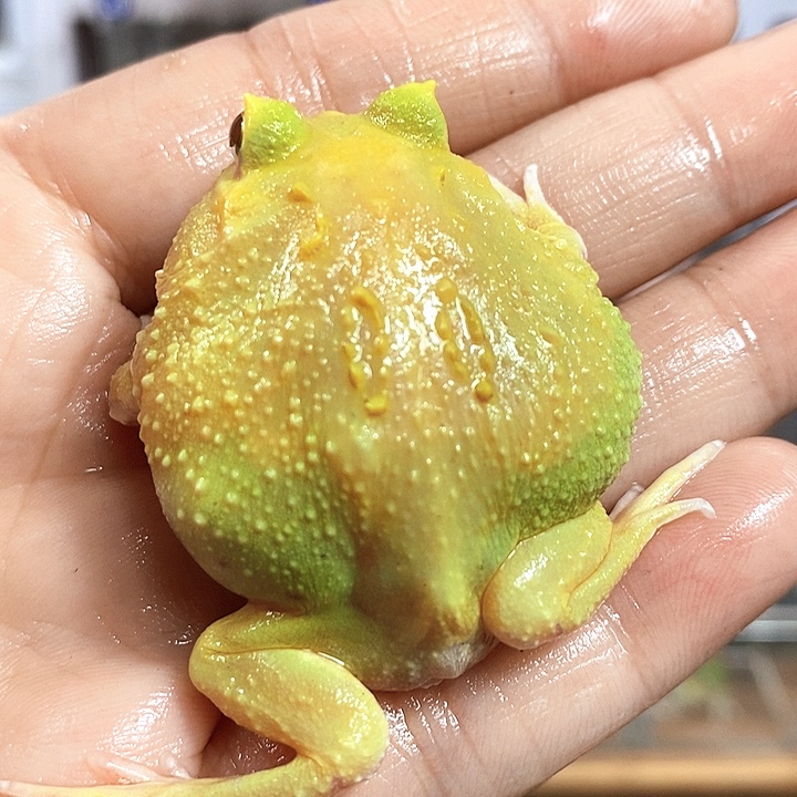 角蛙731号蛋黄角蛙