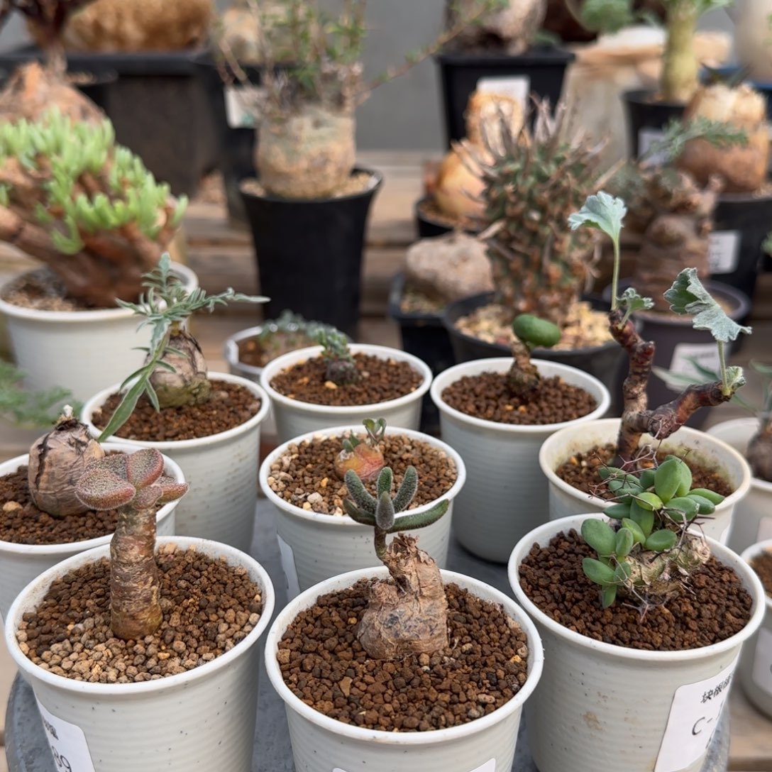 159银沙锦不带盆发货