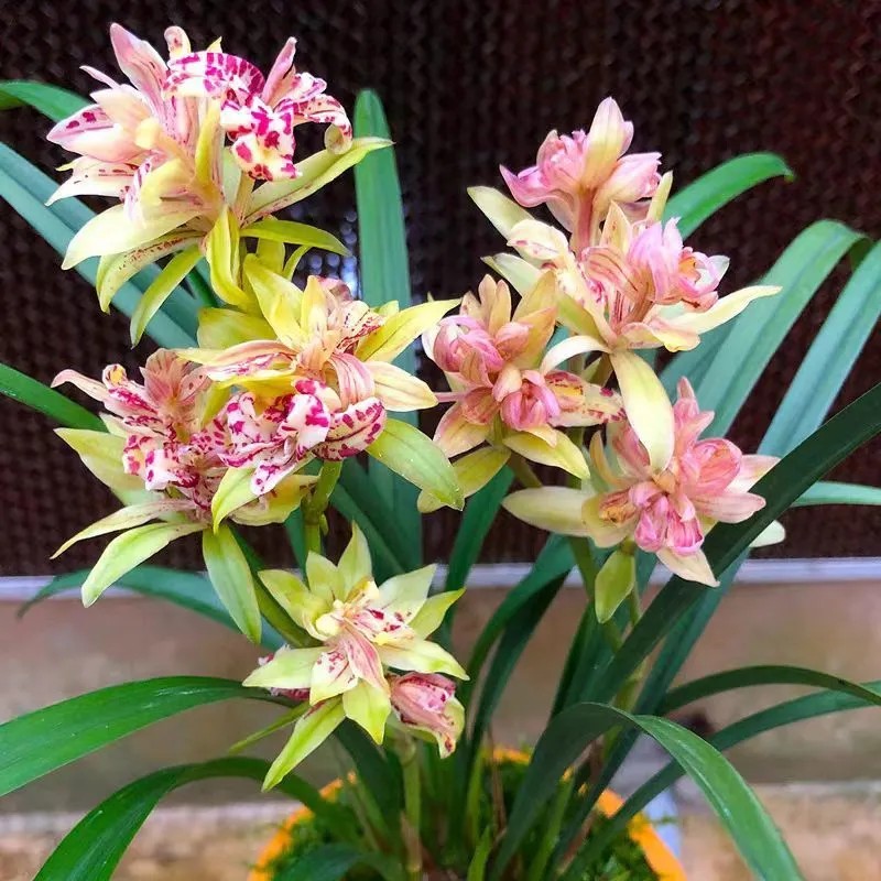 建兰富山奇蝶浓香型室内绿植自然棚养殖好养浓香