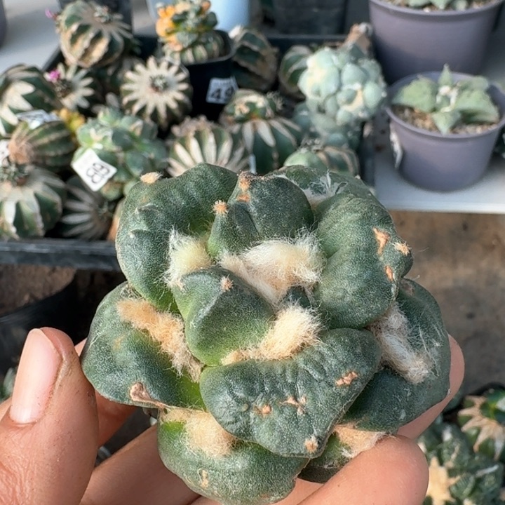 959落地牛舌牡丹仙人球